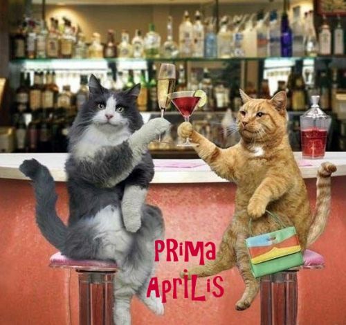 Dwa koty w barze Prima Aprilis